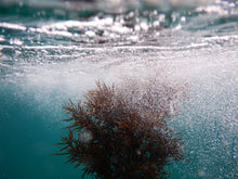 Load image into Gallery viewer, Sea Weed Cabbage Tree Bay Nikon Underwater Series 55
