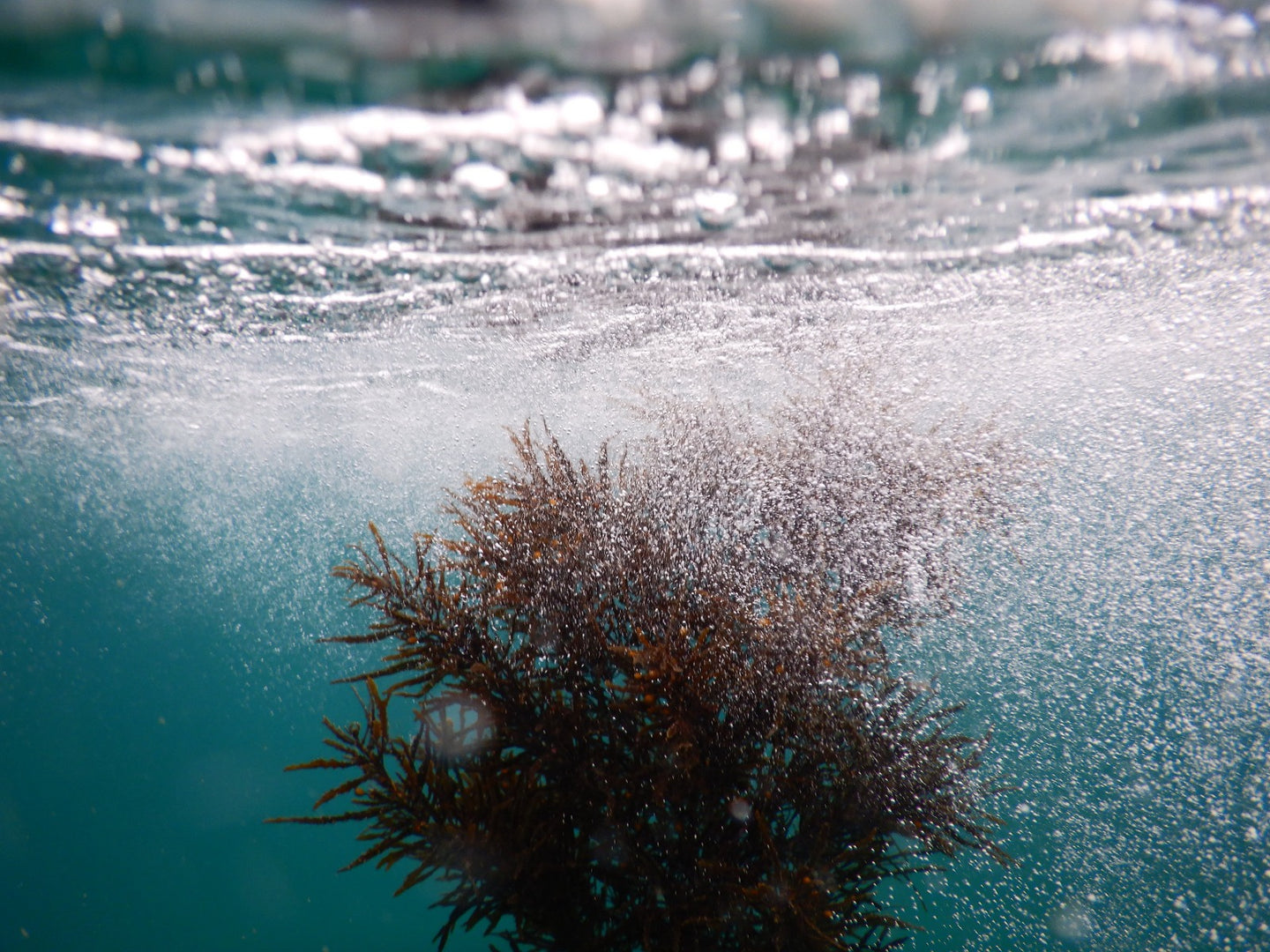 Sea Weed Cabbage Tree Bay Nikon Underwater Series 55